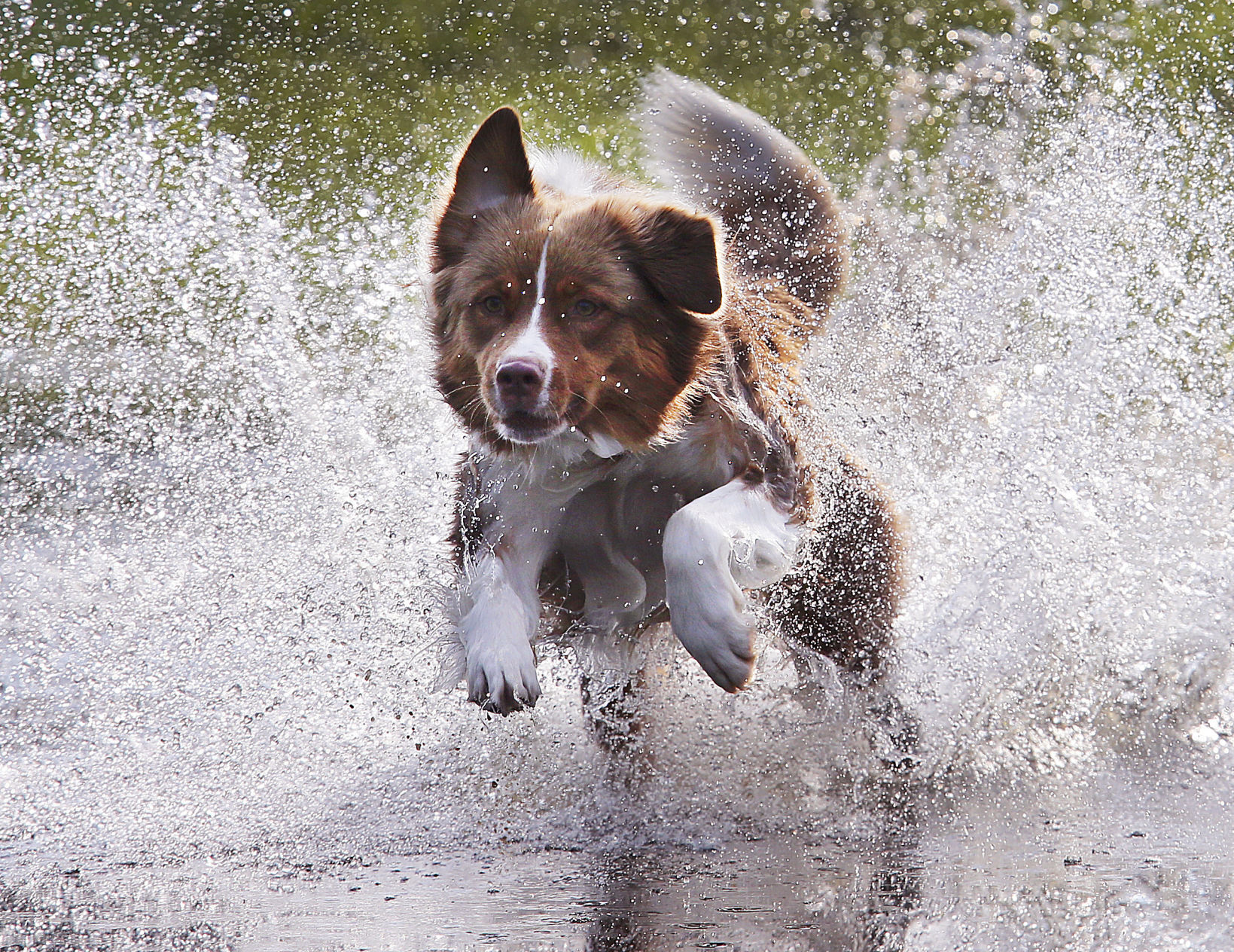 Australian shepherd